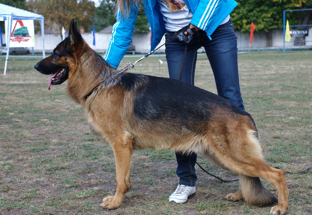  Рог ККУ CACIB 24.09.11г. 3.jpg