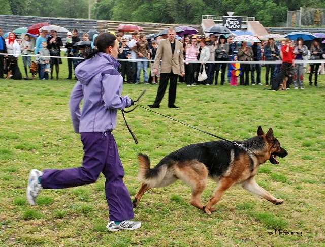  Рог ККУ 17.05.09г....jpg