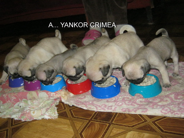 1 месяц и 8 дней 5_0.jpg