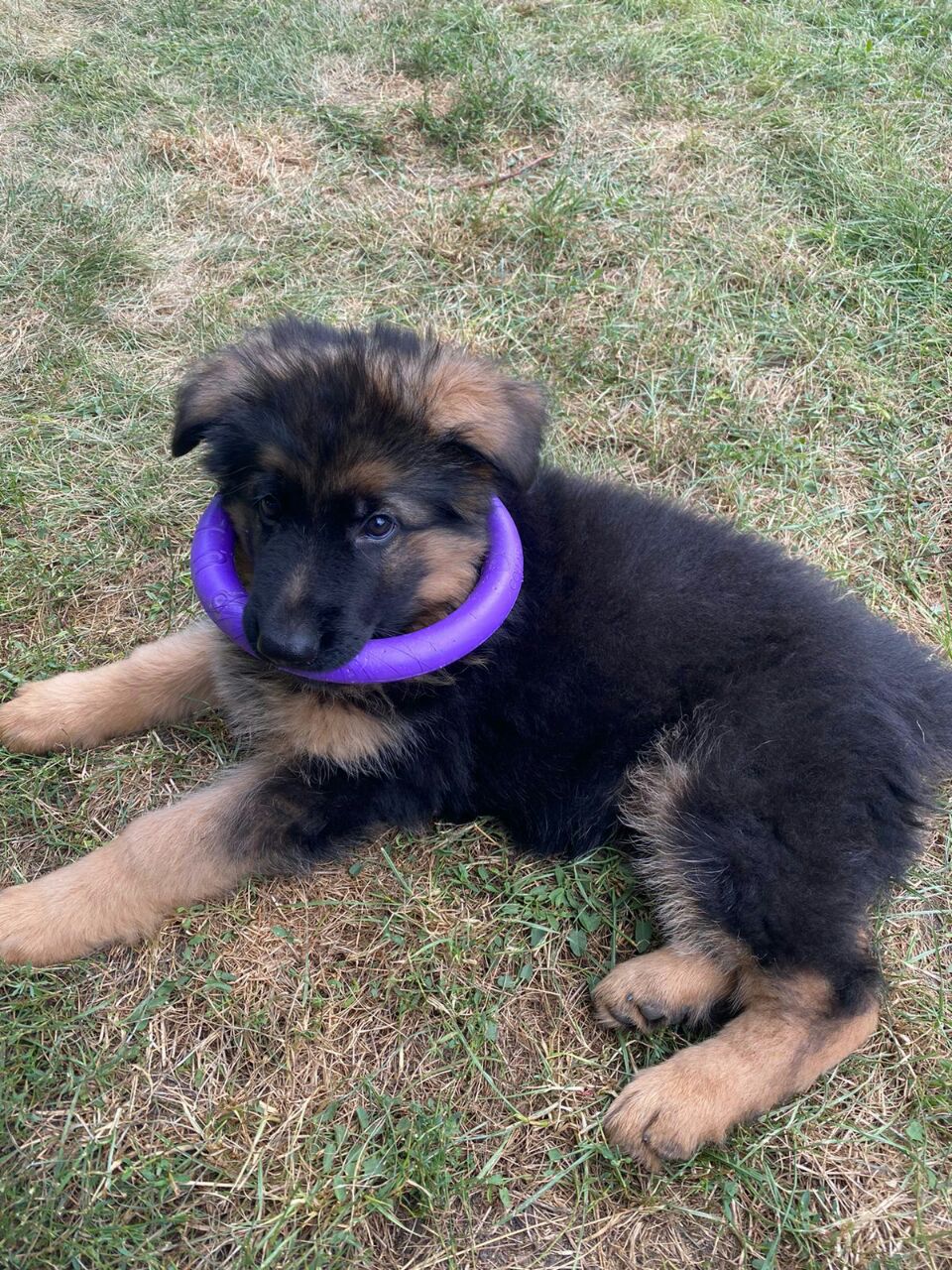 2_month_Harley.jpg